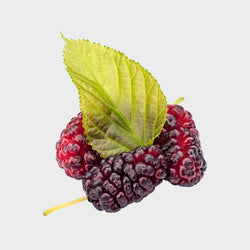 Mulberry