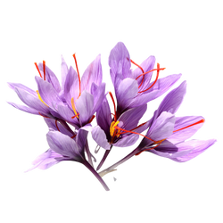 Saffron Extracts